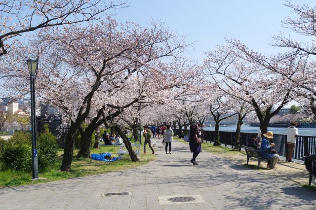 沢山の人が花見を楽しむ川沿いの公園。