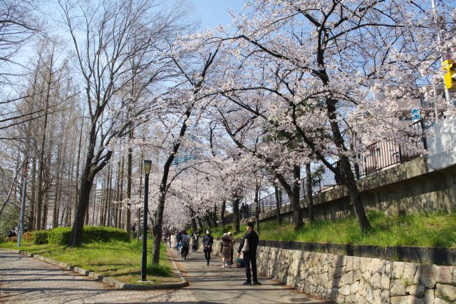 源八橋の先は幅が広がり桜のアーチ。