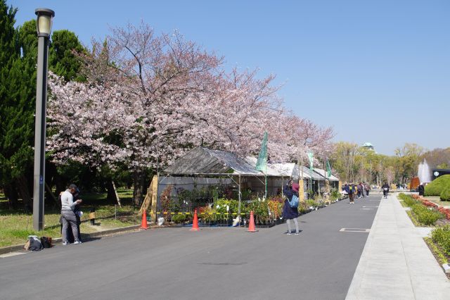 植物や盆栽を売るお店のテントの上に桜の木が続きます。