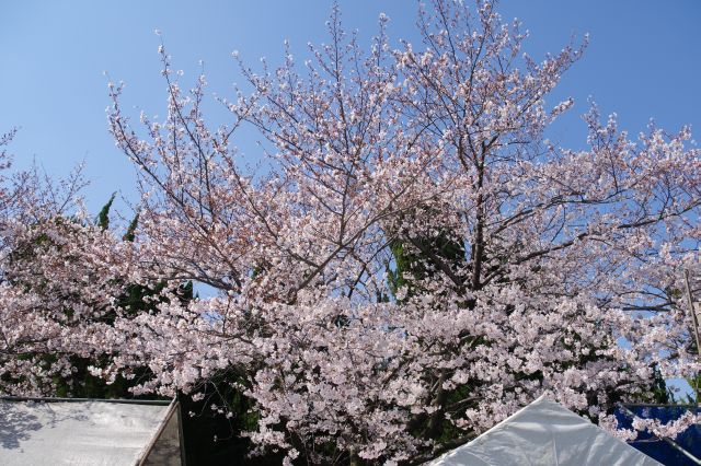 晴れ空に映える桜の木。