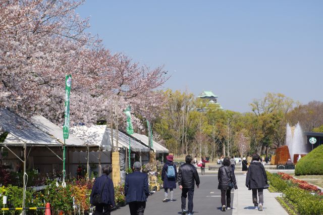 桜の木と大阪城天守閣。