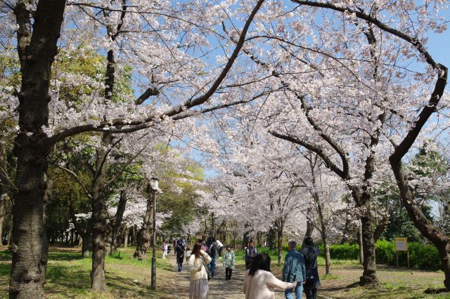 美しい桜のアーチを楽しむ通行人。