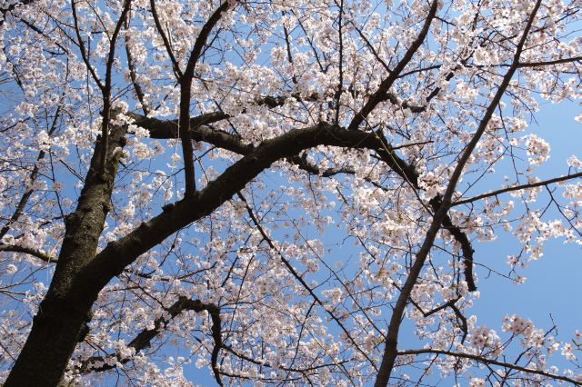 見上げる心地よい桜の木。