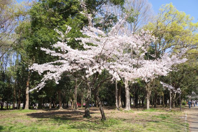 1本だけの桜の木も美しい。