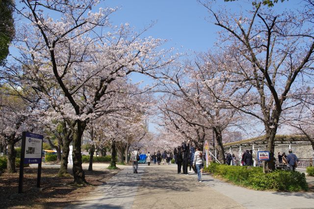 堀付近に桜のアーチが続きます。この辺りは外国人が多い。
