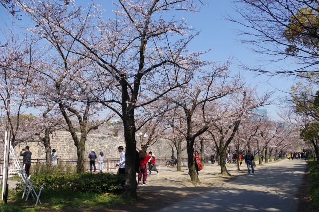 堀沿い、北側の桜並木はまだ少し早い。