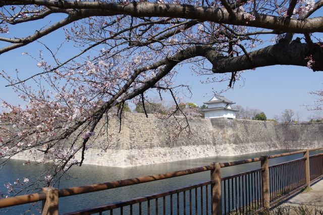 堀の先の石垣に立つ一番櫓と桜の木。