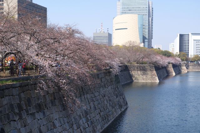 南岸からは桜の木々があふれる。