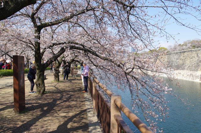 堀に向かって垂れる桜の木々。