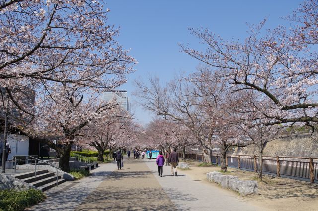 穏やかで心地よい堀沿いの桜並木を進みます。