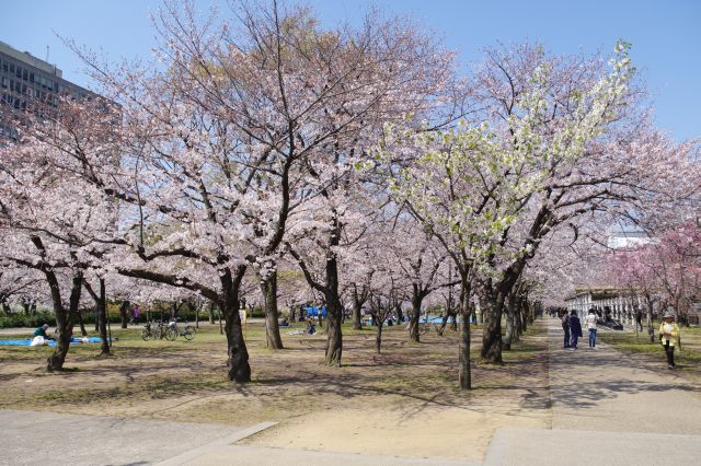 駐車場の西側には広い桜のアーチが広がります。