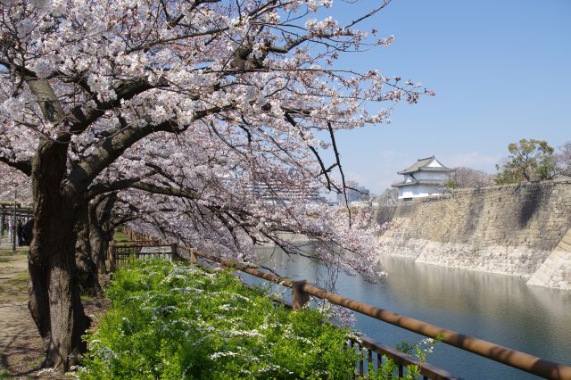 大阪城(2019年)[1]南外堀の桜の写真ページへ