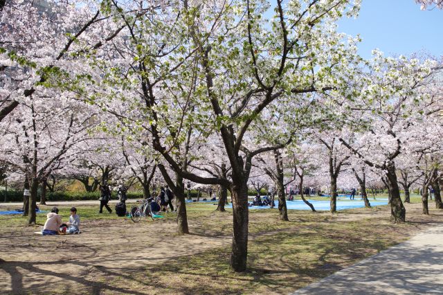 広大な桜のアーチの下でシートを広げて花見をする人達。