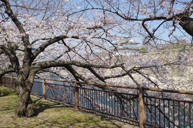 堀に向かって枝を垂れる桜の木。