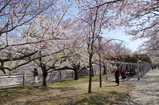 長い堀沿いに桜が続きます。