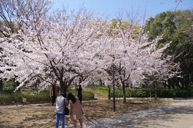 大勢の人が行き交い美しい桜を楽しんでいました。