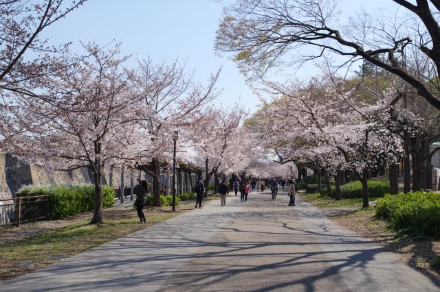 来た道を振り返る。素晴らしい桜の名所でした。