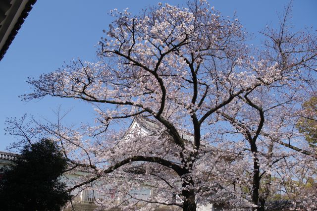 千貫櫓前もきれいな桜スポット。