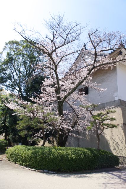 門脇の桜の木。