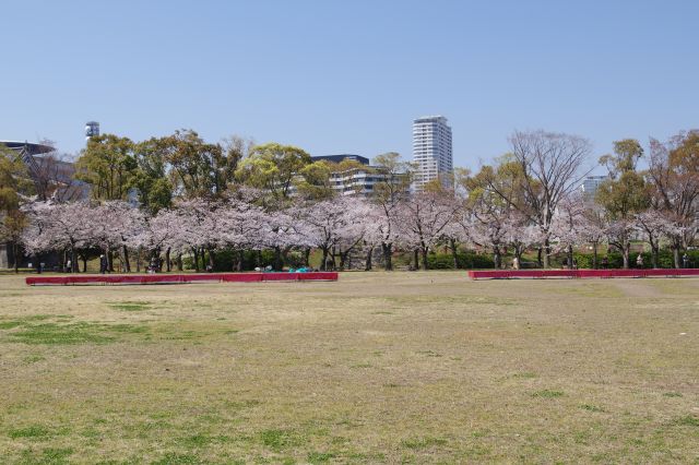 広場の向こう、外堀側にも桜並木が続きます。