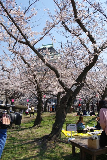 大阪気象台の桜の標本木がありました。