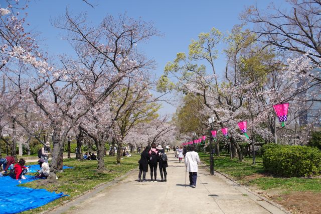 北側の通路に桜並木が続きます。