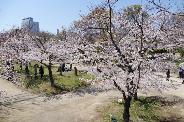 広範囲の桜のアーチ。本当に名所です。