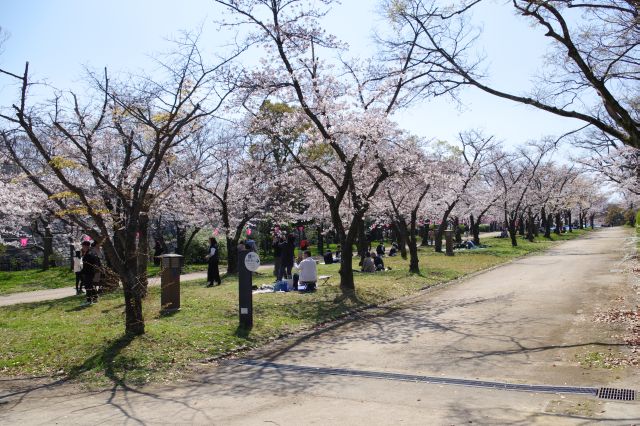 桜並木と花見をする人達。