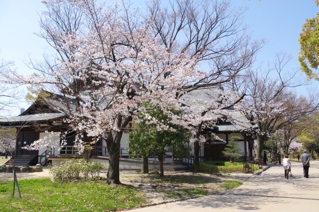 大阪迎賓館裏手の桜。