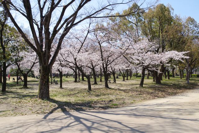 西側の角へ、ここにも桜の木々。