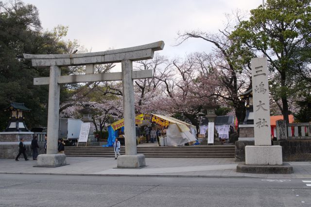 三嶋大社の桜の写真ページ