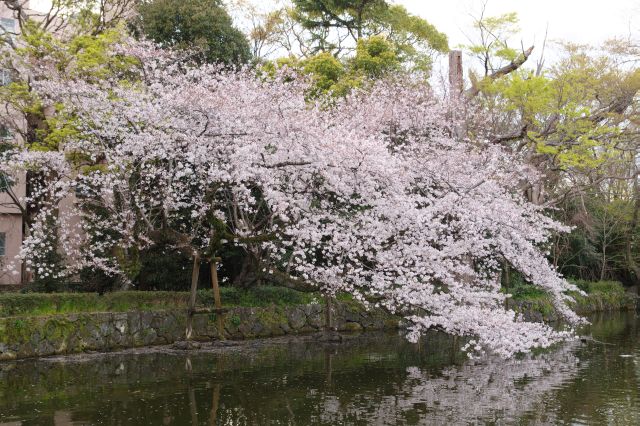 参道左右の神池に桜の枝が垂れます。