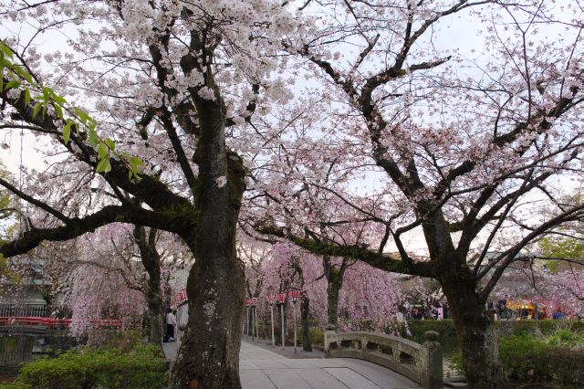 参道も美しい桜のアーチが続きます。