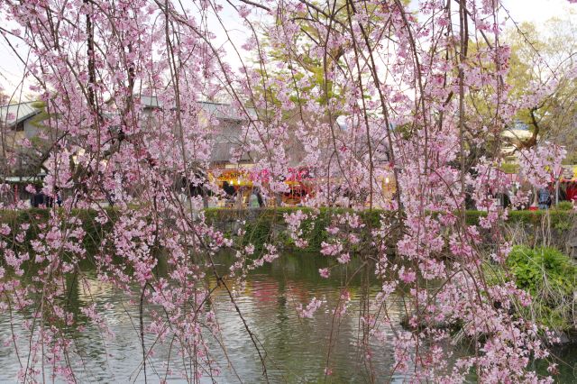 池に垂れるピンク色の繊細な桜。