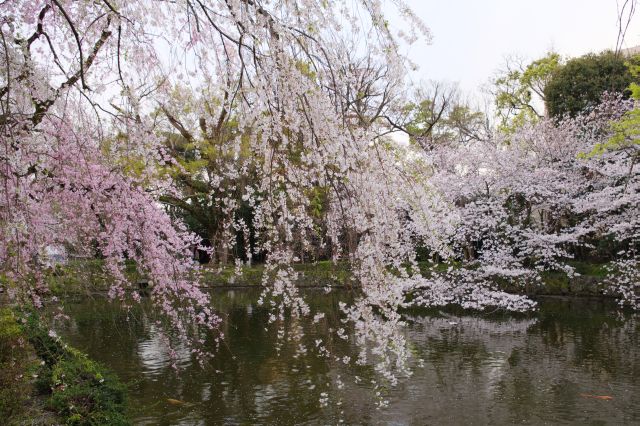 池を覆う沢山の桜に癒されます。