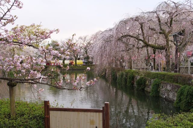 池を渡る桜のアーチ。
