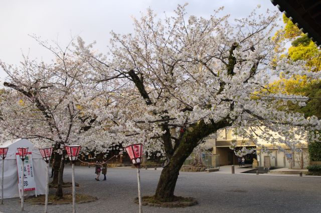 総門の先も桜並木が続きます。