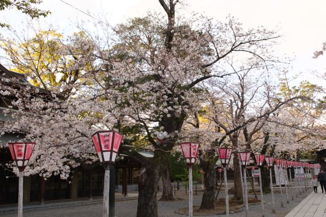 美しい桜並木。