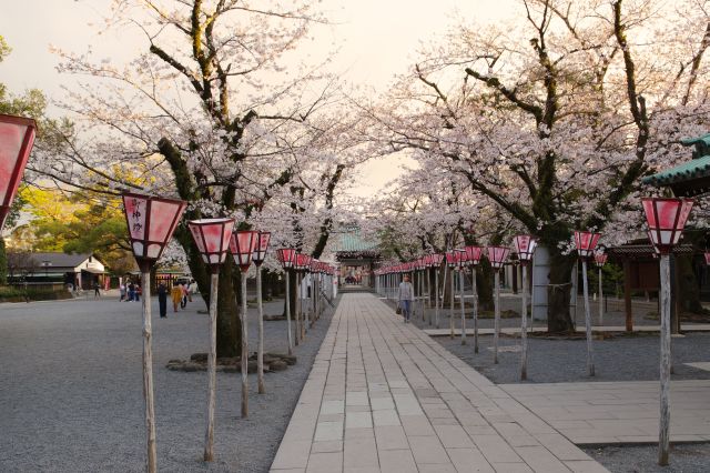 神門を出ます。再び桜のアーチが迎える。
