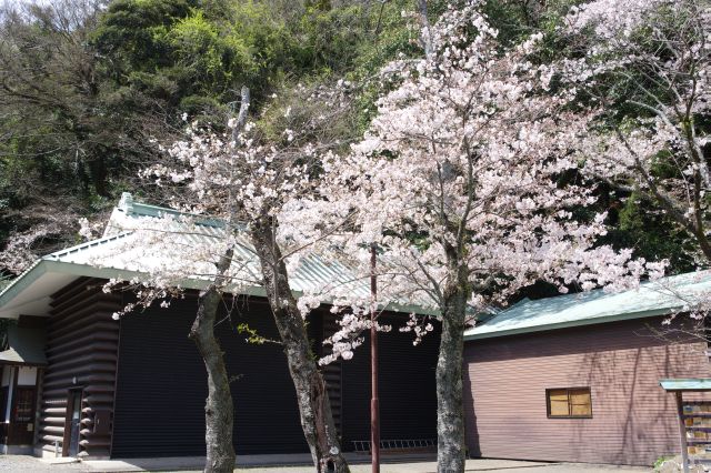 回廊から右側に出て少彦名神社前の桜。