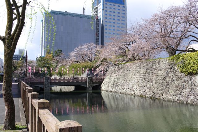 静岡駅から駿府城へ。外堀の石垣に桜が続きます。