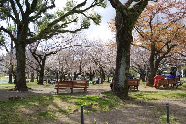 公園の中心部も桜があり花見客でにぎわいます。