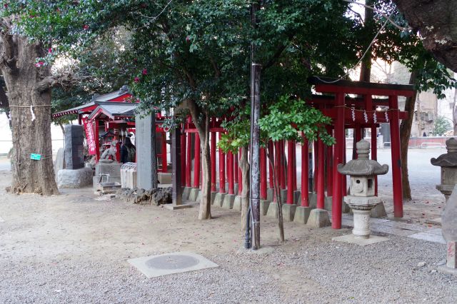 右側には鳥居が並ぶ威徳稲荷神社。