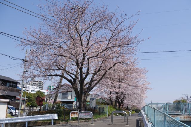 鶴川駅南口から南下して鶴見川沿いに出ると左に桜並木が見られます。
