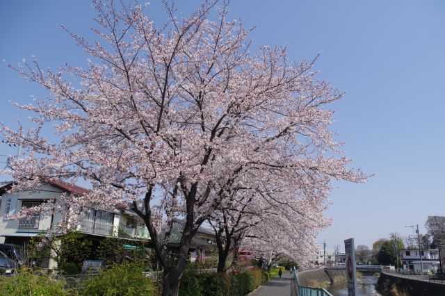 川沿いにきれいな桜の木が続きます。