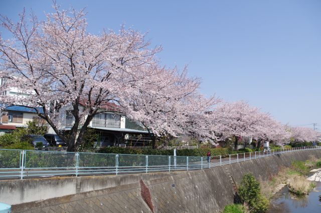 鶴川駅前・鶴見川沿いの桜の写真ページへ