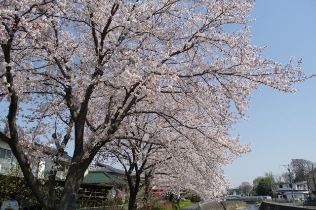 桜並木を歩いて行きます。頭上に心地よい桜のアーチ。