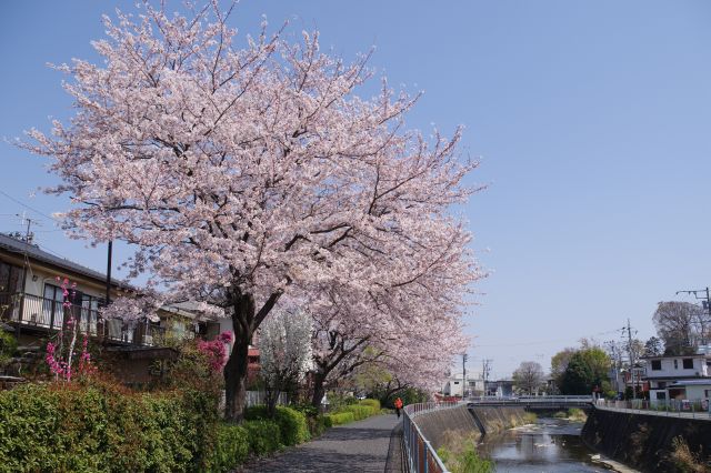 川沿いの歩道に向かって伸びる美しい桜の木々。