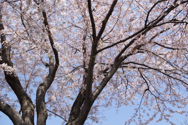 繊細で美しい桜の木。
