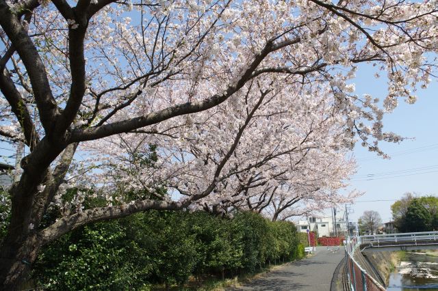 桜は次の橋の手前で終わっています。